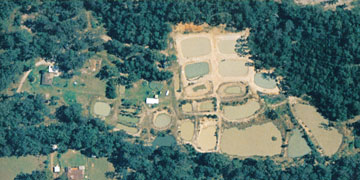 silver perch farming